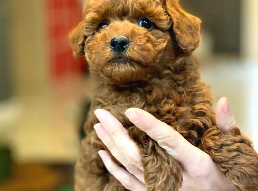 Oyuncak Ayıcık Görünümlü Red Poodle Yavrularımız