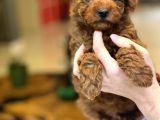 Oyuncak Ayıcık Görünümlü Red Poodle Yavrularımız