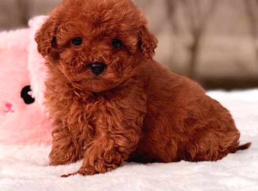 Mini Toy Poodle Yavrular görsel