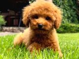 Irk Garanti̇li̇ Toy Poodle Yavrulari
