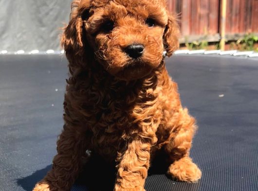 Irk Garanti̇li̇ Toy Poodle Yavrulari görsel