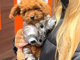 IRK GARANTİLİ TOY POODLE YAVRULARI