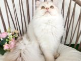 Safkan British Longhair Silver Güzel Kizimiz Karşinizda