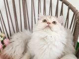 SAFKAN bRITISH LONGHAIR sILVER GÜZEL KIZIMIZ KARŞINIZDA