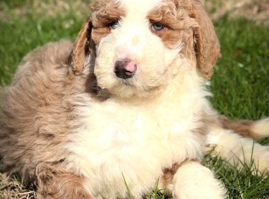İki Buçuk Aylık Labrodoodle görsel