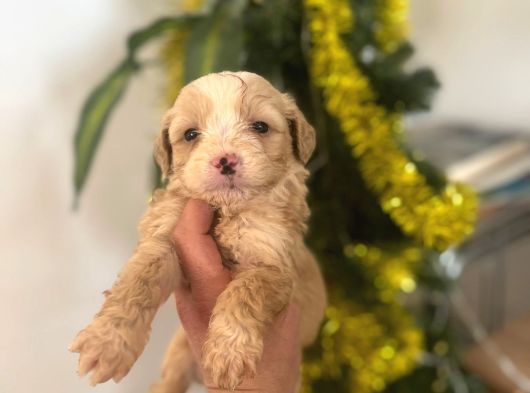 Malti̇poo Yavrularimiz Hazir görsel