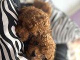 Kore Poodle Bebeğimiz
