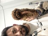 Toy Poodle Bebekler Hazır Sizi Bekliyoruzzzz