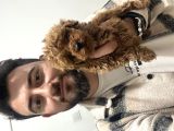 Toy Poodle Bebekler Hazır Sizi Bekliyoruzzzz