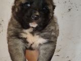 Orjinal Has Kangal Yavruları
