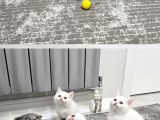 2 gün geçrli En uygn fiyat garantisi aşılı safkan yvrularım