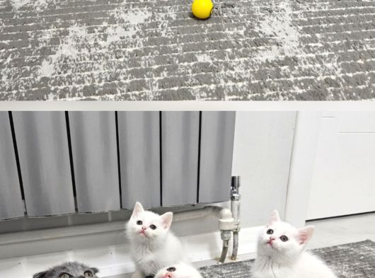 2 Gün Geçrli En Uygn Fiyat Garantisi Aşılı Safkan Yvrularım