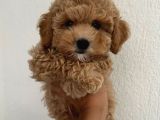 Kahve Tonlu Malti̇poo Ci̇nsi̇ Yavrular