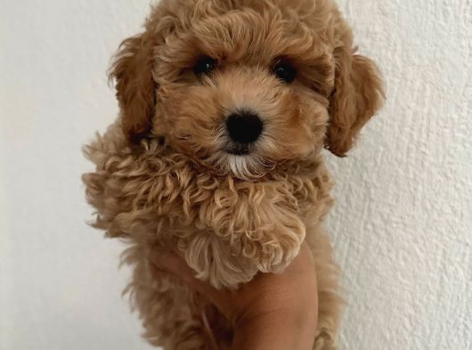 Kahve Tonlu Malti̇poo Ci̇nsi̇ Yavrular görsel