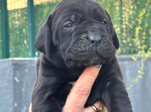 Dev Gibi Muhteşem Cane Corso Yavrularımı görsel