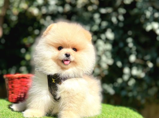 Pomeranian Boo Gulen Ayi Surat Yavrularimi görsel