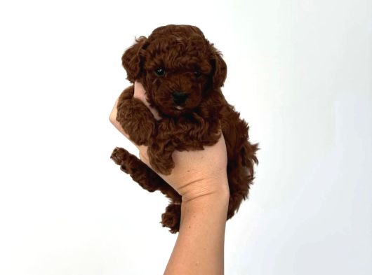Asili Pasaportlu Toypoodle Yavrularimiz