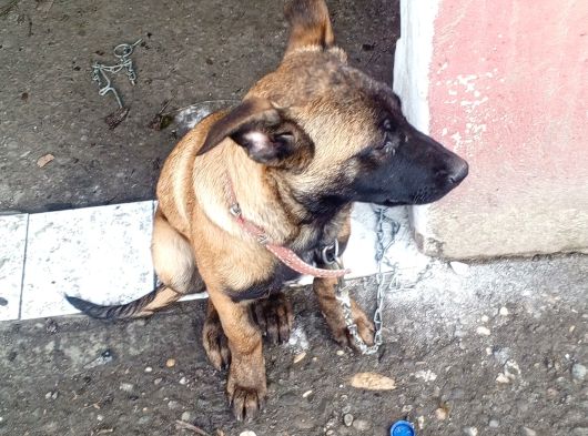 Malinois görsel