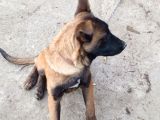 Malinois