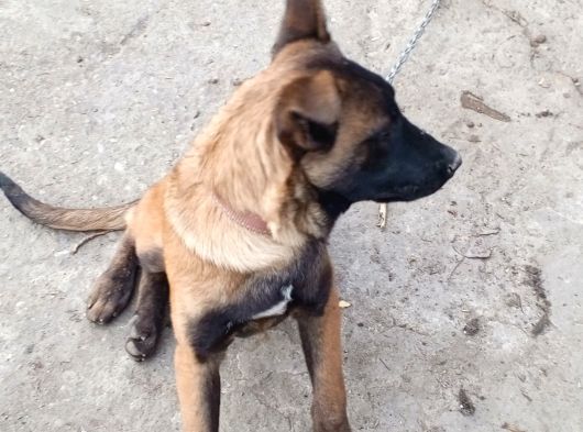 Malinois görsel