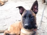Malinois