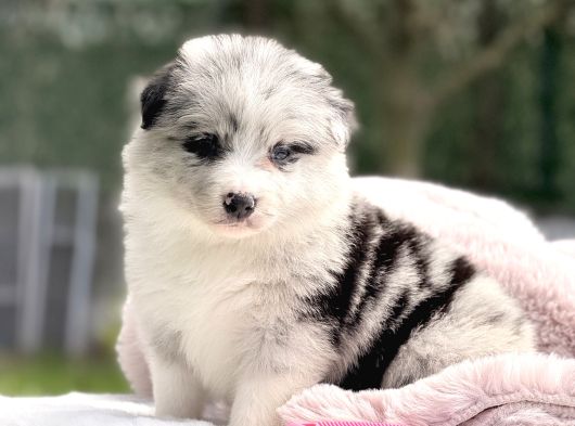 Blue merle border collie yavrular