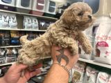 Gerçek F1 Maltipoo Show Kalite Bebekler