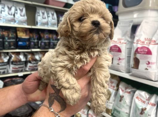 Gerçek F1 Maltipoo Show Kalite Bebekler görsel