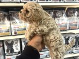 Gerçek F1 Maltipoo Show Kalite Bebekler