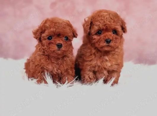 KORE TOY POODLE YAVRULARI ANKARAA