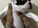 Yavru French Bulldog
