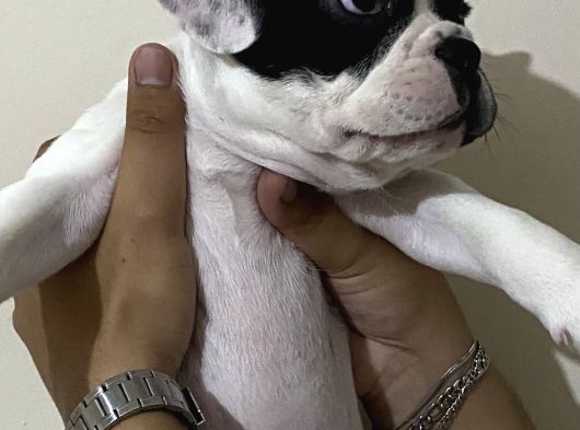 Yavru French Bulldog görsel