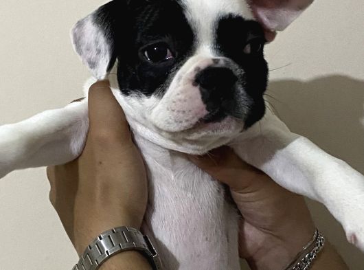 Yavru French Bulldog görsel