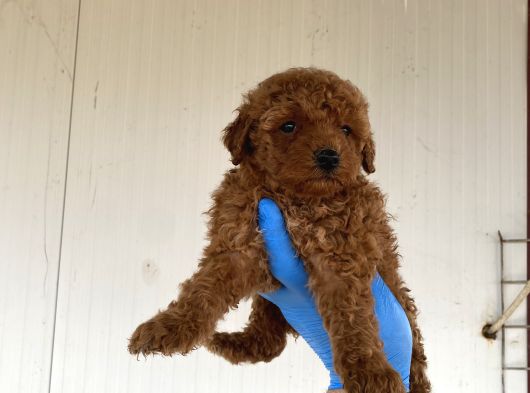 Toy Poodle Yavrularimiz