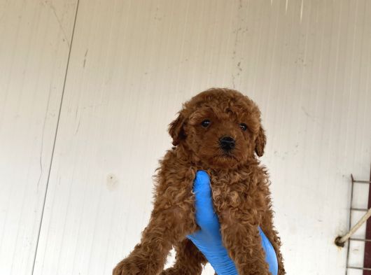 Toy Poodle Yavrularimiz görsel