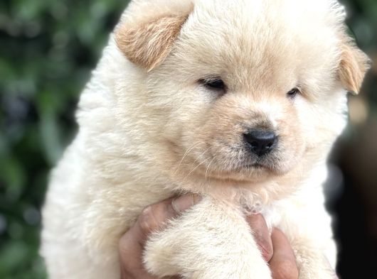Efsane Pofuduk Chow chow yavrularımız