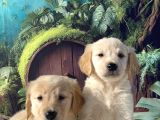 En Uygun Baby Face Golden Bebekler