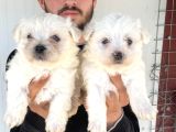 Beyaz  Maltese Terri̇er Yavrular