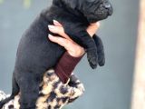 Dev Gibi Muhteşem Cane Corso Yavrularımı