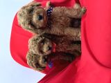 Orjinal Poodle Bebek Yüz