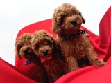 Orjinal Poodle Bebek Yüz