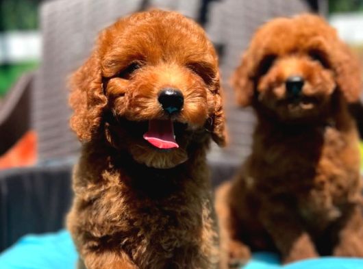 A Kalite Ev Üretimi Toy Poodle Yavrular görsel
