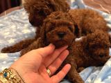 Ev Doğumu Poodle Bebekler