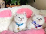 Show Kalite Maviş Point British Shorthair Bebeklerim