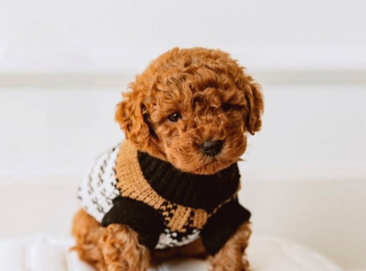 Orji̇nal Irk Garanti̇li̇ Toy Poodle görsel