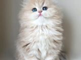 Dünya Güzeli Ay Golden British Longhair