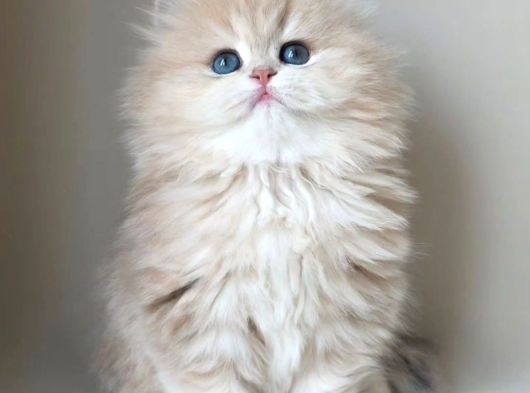 Dünya Güzeli Ay Golden British Longhair görsel