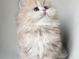 Dünya Güzeli Ay Golden British Longhair