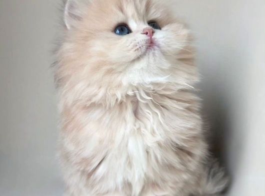 Dünya Güzeli Ay Golden British Longhair görsel