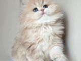 Dünya Güzeli Ay Golden British Longhair